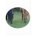 Chincoteague Island / Assateague Island pony Postcard