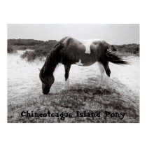 Chincoteague Island Pony posters by SweetRascal Chincoteague Island Pony posters
