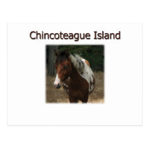 Chincoteague Island Pony Stallion Postcards