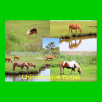 Chincoteague Ponies Collage posters