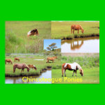 Chincoteague Ponies Collage posters