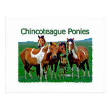 Chincoteague Ponies (family) Post Card
