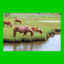Chincoteague Ponies - Grazing posters