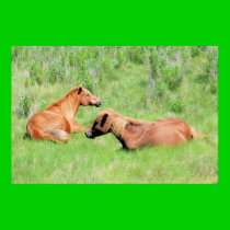 Chincoteague Ponies - Mares Resting posters