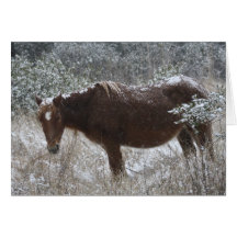 Chincoteague Pony Greeting Card