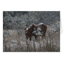 Chincoteague Pony Greeting Card