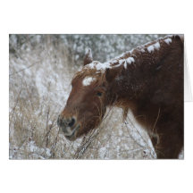 Chincoteague Pony Greeting Card