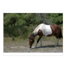 Chincoteague Pony Post Card