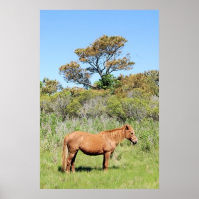 chincoteague picture frame