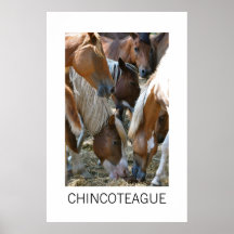 Chincoteague Pony Poster