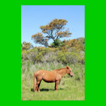 Chincoteague Pony posters