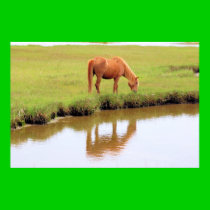 Chincoteague Pony - Reflections posters
