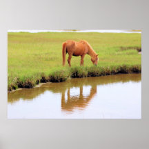 Chincoteague Pony - Reflections Poster