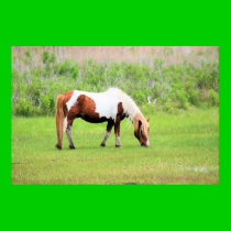 Chincoteague Pony - Stallion posters