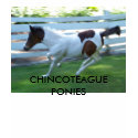 CHINCOTEAGUE PONY T-SHIRTS by GFreder426aolcom CHINCOTEAGUE PONY T-SHIRTS