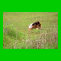 Chincoteague Pony - Yearling in Grass1 posters