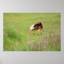 Chincoteague Pony - Yearling in Grass1 Posters