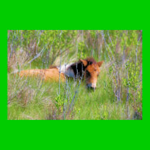 Chincoteague Pony - Yearling in Grass posters