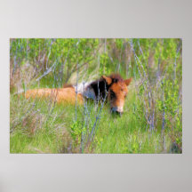 Chincoteague Pony - Yearling in Grass Posters