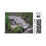 Chinese Alligator Postage Stamp