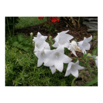 Chinese Bellflower/Ballon Flowers Poster Print posters