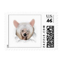 Chinese Crested 2 Busting Out - Customized stamp