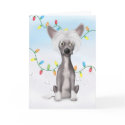 Chinese Crested 2 Christmas card