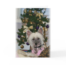 Chinese Crested Christmas Card