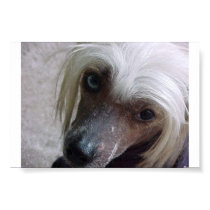 Chinese Crested cutie posters