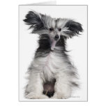 Chinese Crested Dog (15 months old) in the wind Card