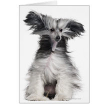 Chinese Crested Dog (15 months old) in the wind Card