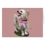 Chinese Crested Dog cards