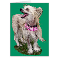 Chinese Crested Dog cards