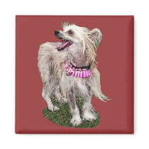 Chinese Crested Dog magnets