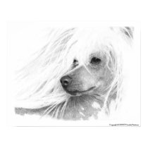 Chinese Crested Dog posters