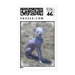 Chinese Crested Dog Stamp