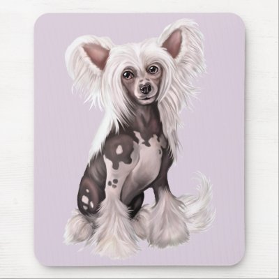 Hairless Chinese Crested