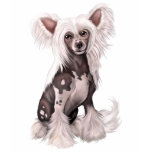 Chinese Crested Hairless Sit t-shirts