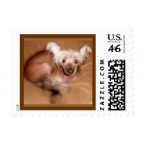 Chinese Crested Stamps