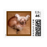 Chinese Crested postage