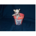 Chinese Crested Puppy Photo Sculpture photo sculptures by amjon1 Chinese Crested Puppy Photo Sculpture photo sculptures