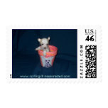 Chinese Crested Puppy Stamps