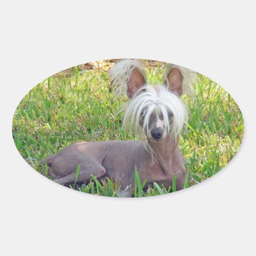 Chinese Crested - Shady Day Oval Sticker