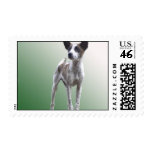Chinese Crested Show Dog Postage Stamp