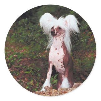 Chinese Crested Stickers sticker