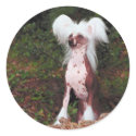 Chinese Crested Stickers