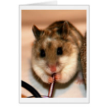 Chinese Dwaf Hamster cards