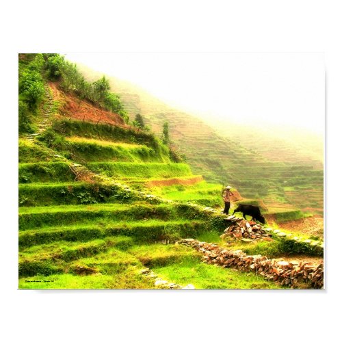 Chinese farmer in rice fields print