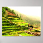 Chinese farmer in rice fields poster