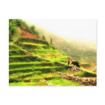 Chinese Farmer Postcards